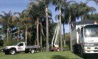 Total Tree Services image 5